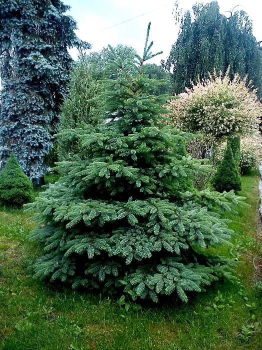 Świerk Srebrny, serbski, Conica,  IGLAKI