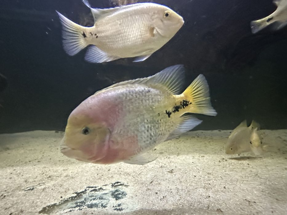 Vieja synspilum macho 30cm