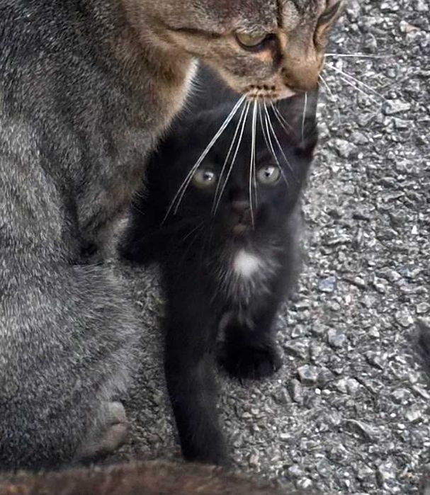 Dóis gatinhos para adoção em conjunto