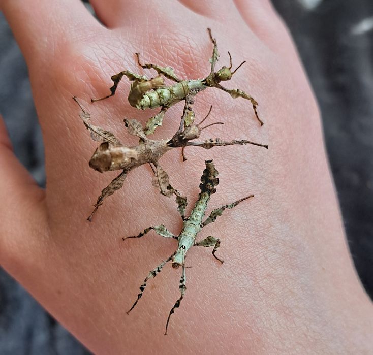 Straszyk australijski / Extatosoma tiaratum