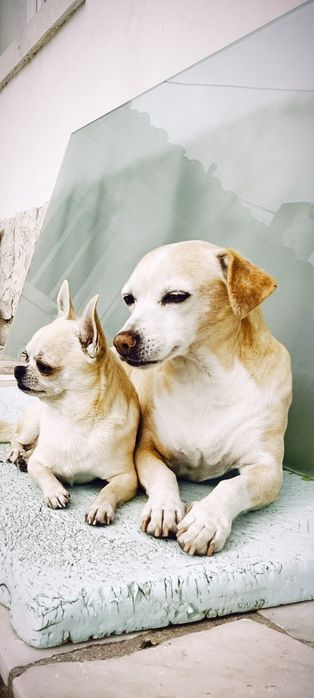 Procuro namorada Chihuahua Miniatura
