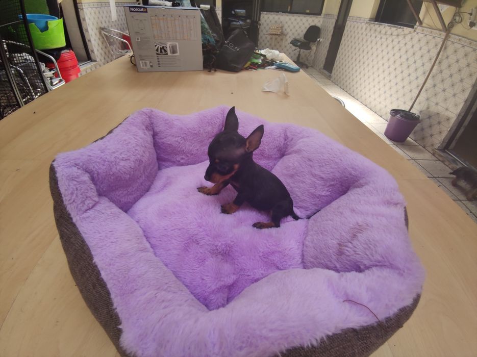 Pinscher pincher super miniatura fêmea criado em ambiente familiar