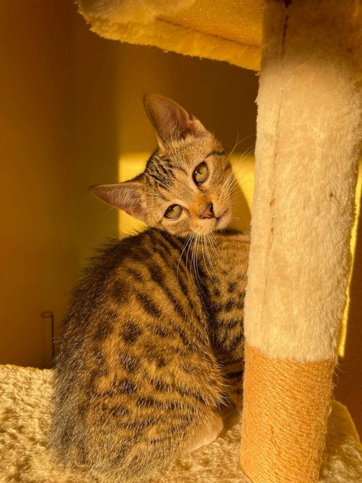 kotki do adopcji od zaraz