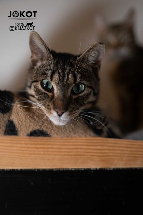 Radocha - śliczna bura kotka o orientalnej urodzie do adopcji