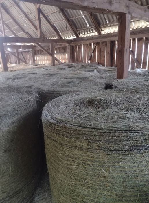 Siano w belach 120cm 2025