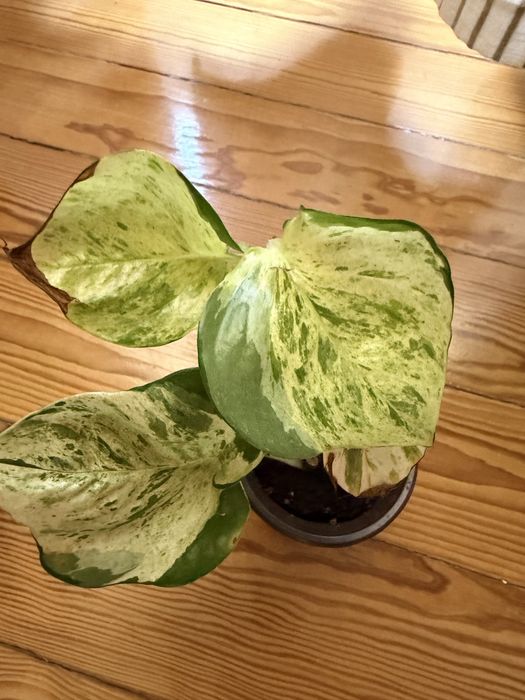 Epipremnum Manjula