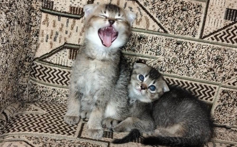 Кошенята шотландської породи