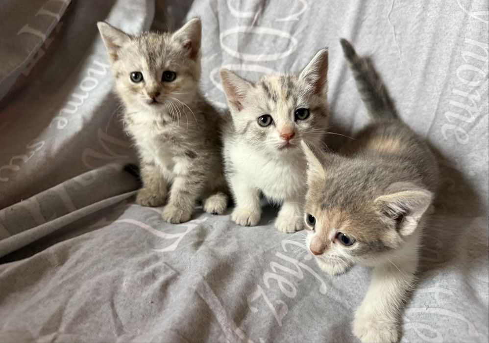 Коти.Котики.Віддам безкоштовно в добрі руки