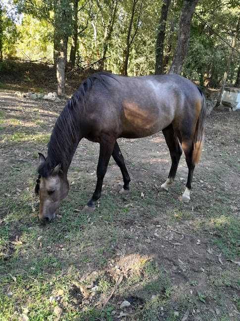 Rubim, cavalo lusitano com 2 anos de idade
