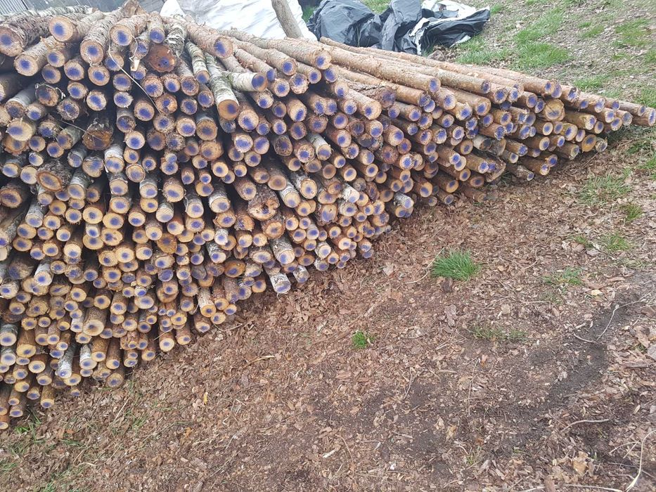 Stemple   sosna brzoza olcha  2.40m  Średnica 4-7cm