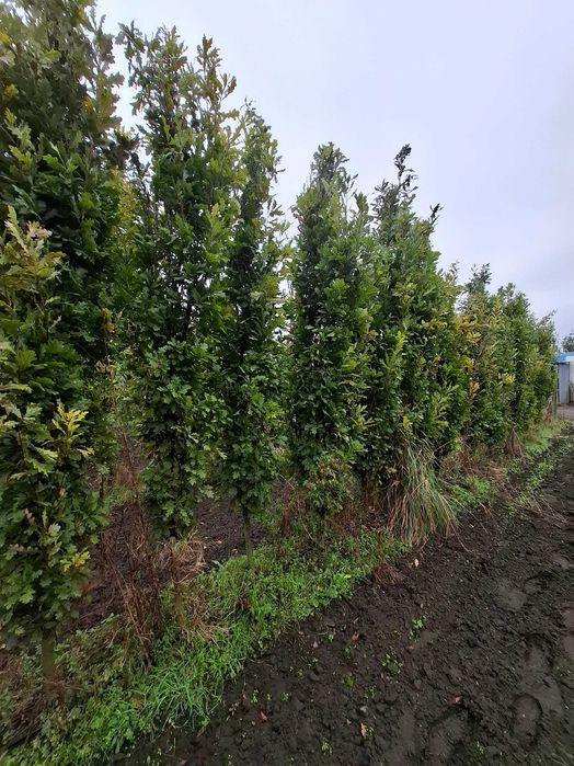 dąb szypułkowy Fastigiata, Quercus robur `Fastigiata` -