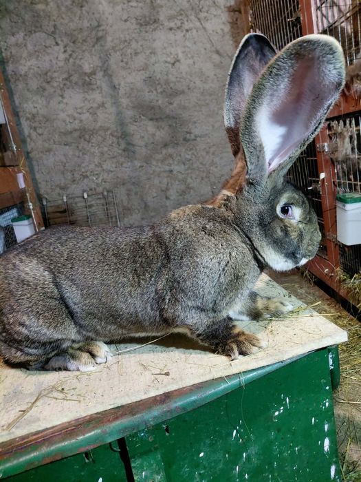 Olbrzym belgijski samce
