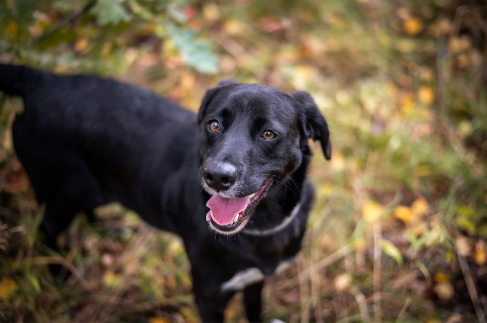 Młody, wesoły, wysportowany czarny pies w typie labradora do adopcji.