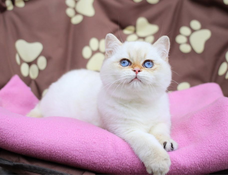 Британский котик по имени Эклер ищет новый дом