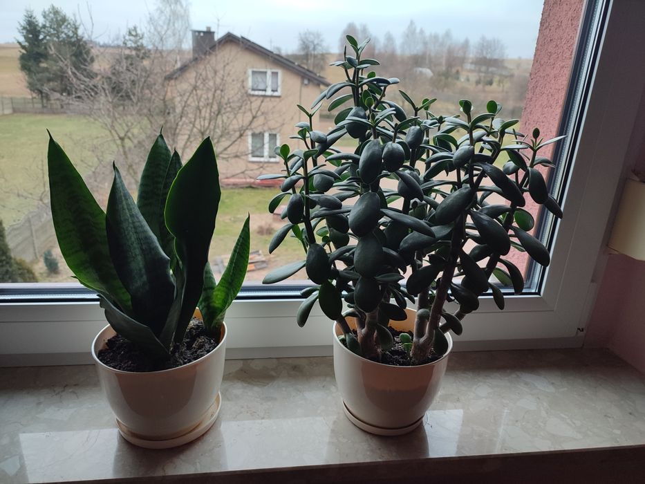 Kwiatki własnej hodowli, grubosz , sansiwiera i inne