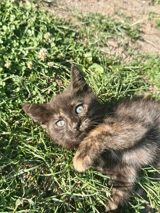 Котенята шукають домівку