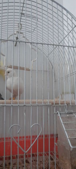 Tenho uma fêmea de Canária para troca por um macho