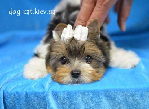 Чудесный шармовый щенок  бивер йорки малыш. Море энергии)