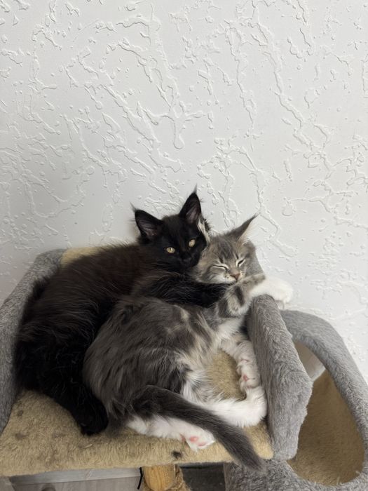 Кошенята мейн кун