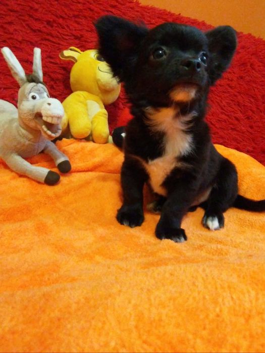 Chihuahua długowłosy dżentelmen