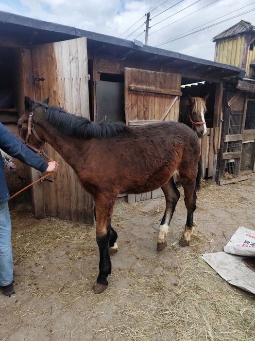 Rezerwacja Ogierek gniady sprzedam