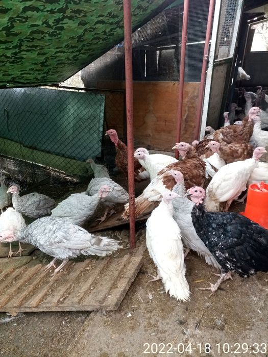 Суточные и подрощеные индюки.В наличии.