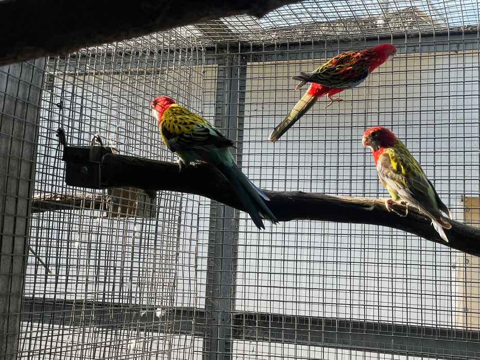 Casal de roselas
