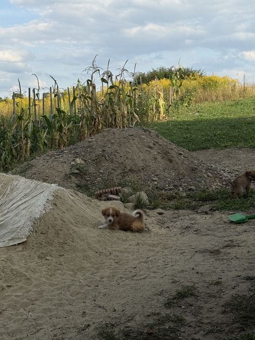 Віддамо безкоштовно собак