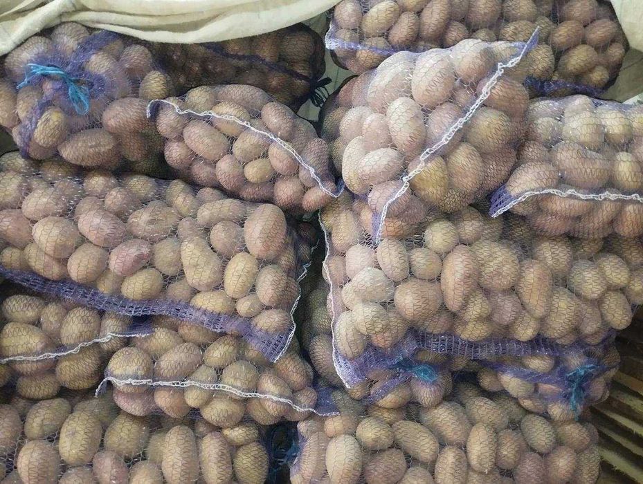 Продам  домашню картоплю