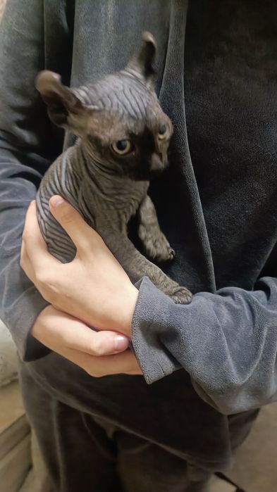 Канадский сфинкс эльф