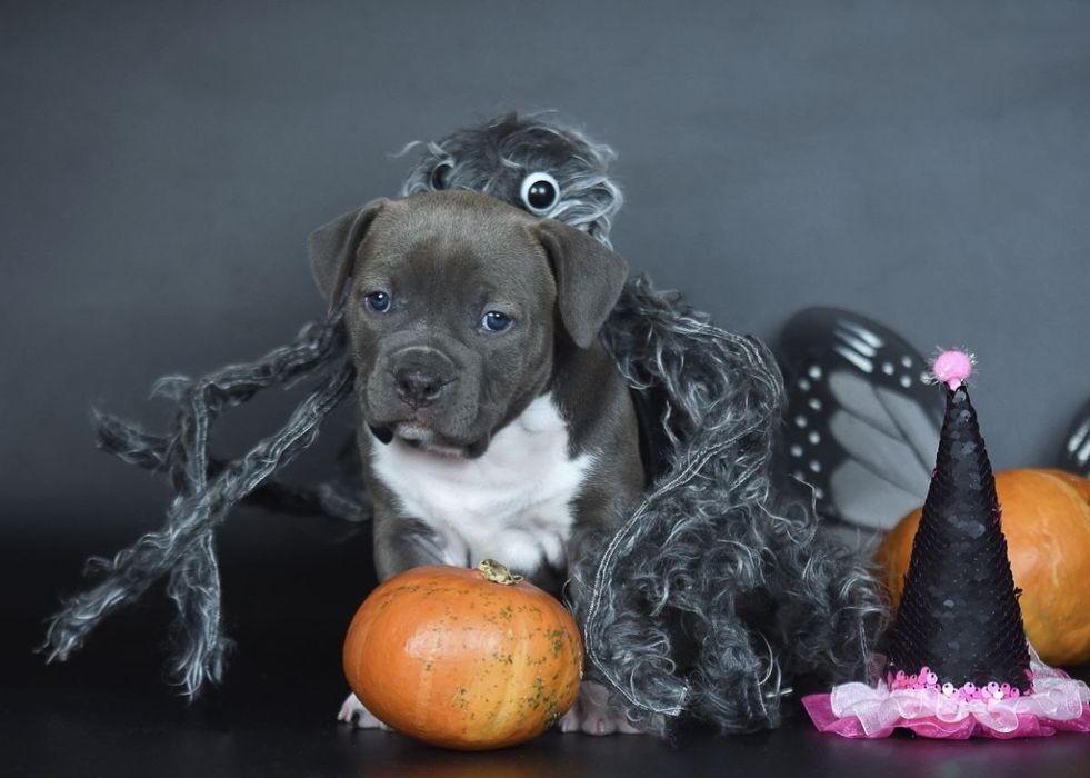 Голубая красавица амстафф, стафф, стаффордширский терьер с док КСУ