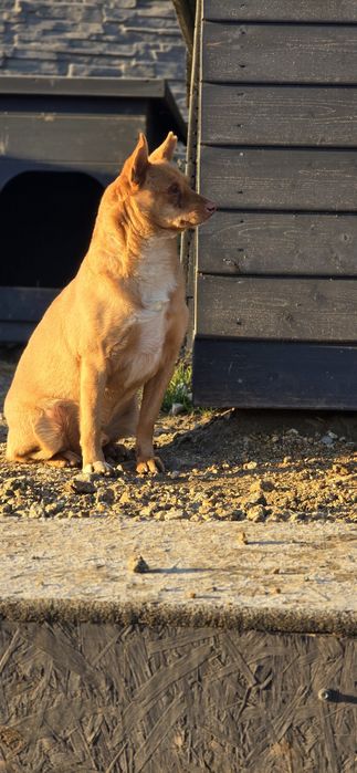 Samiec 12kg do adopcji