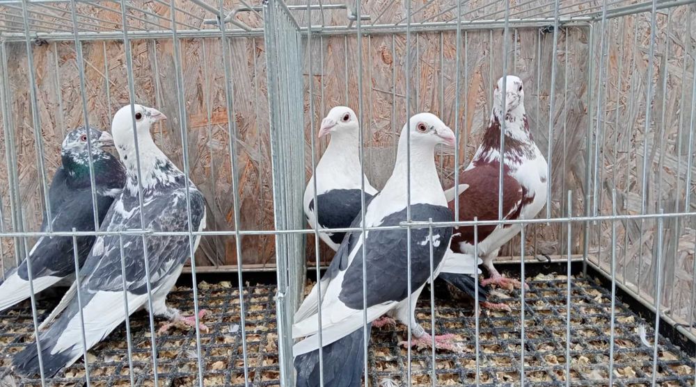 Gołebie Staropolskie