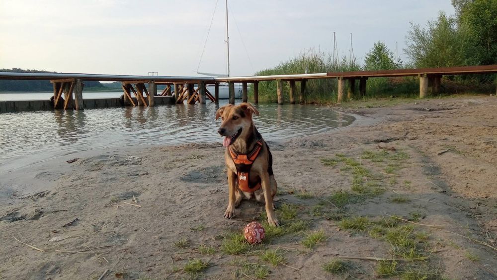 Wyprowadzanie psów / opieka nad pupilem