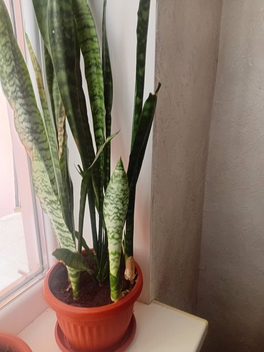 Кімнатні рослини. Сансев'єрія