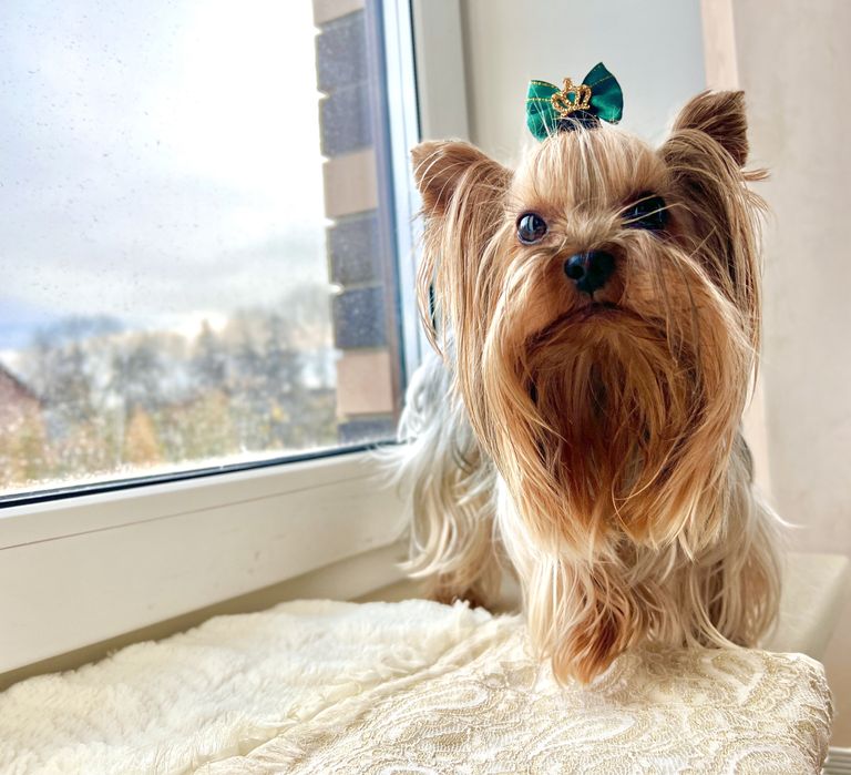 Вʼязка Міні Йоркширський терʼєр,  Йорк самець Йоркширский терьер вязка