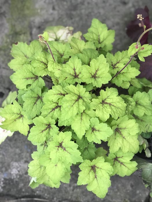 Гейхери сортові в наявності