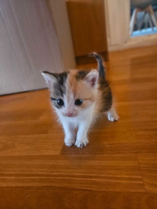 Kocięta do adopcji