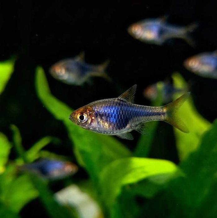 Razbora klinowa czarna - Trigonostigma heteromorpha