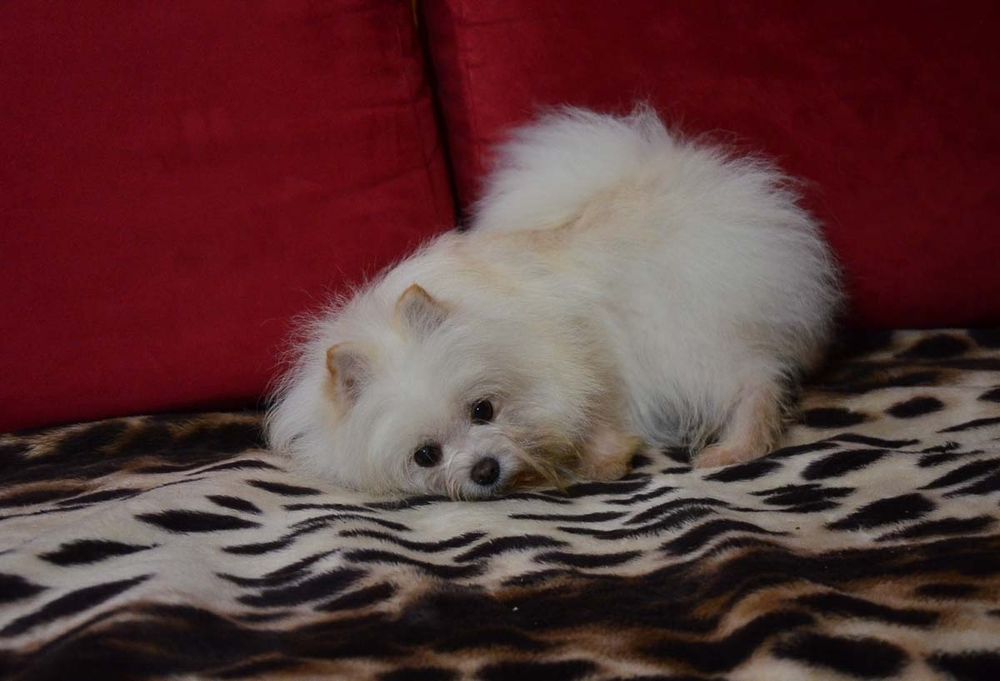 Дизайнерская девочка 2  год.