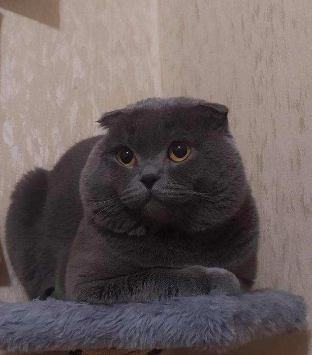 Шотландец вислоухий
