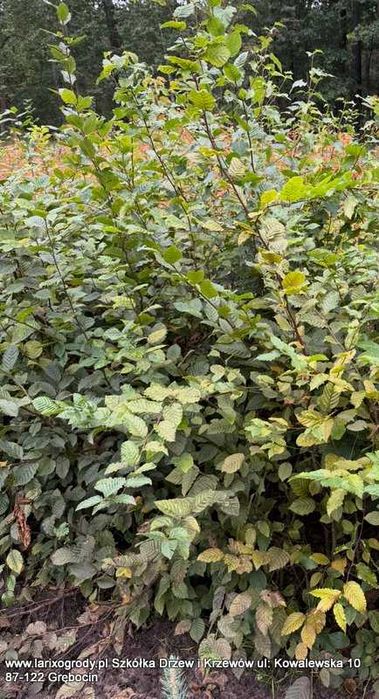 Grab Buk sadzonki EXTRA DUŻE na Żywopłot