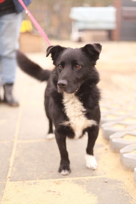 Energiczny i towarzyski psiak zaprasza na spacer i nie tylko :-)