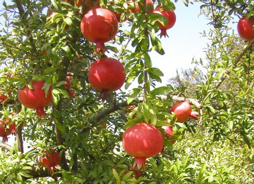 Plantas de Romãs de Israel vermelha grande .Acco