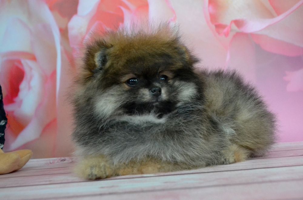 Шикарная мини девочка с документами