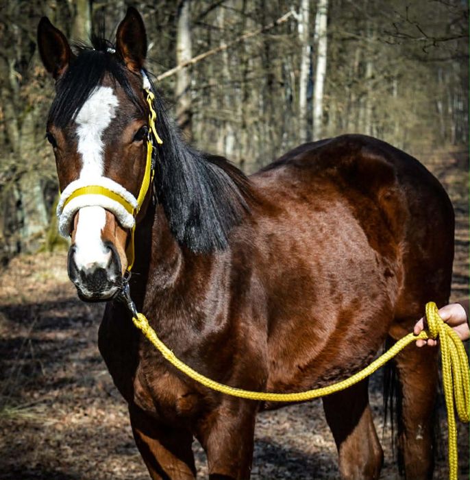 Wysoki dwuletni ogierek