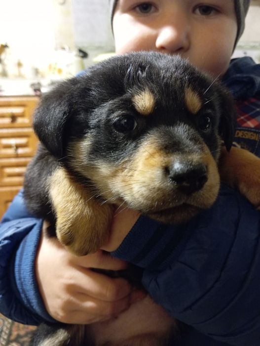 Отдам бесплатно собачек