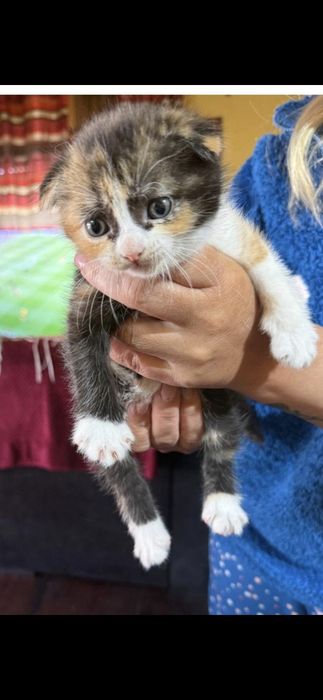 Scottish fold tricolor lindissima (rara)