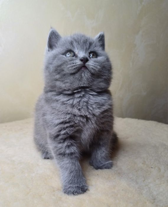 Шотландський хлопчик.