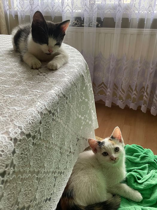 Przyjazne Kotki za darmo